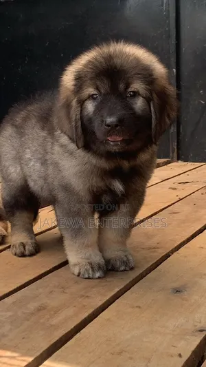 1-3 months Male Purebred Caucasian Shepherd