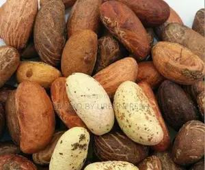 Bitter Kola Nuts 10Pcs.