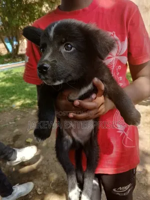 1-3 months Male Purebred Japanese Spitz