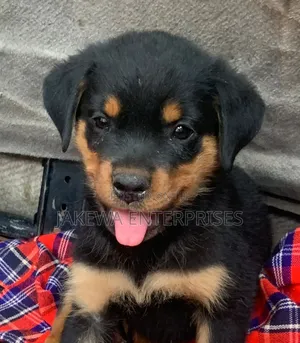 1-3 months Male Purebred Rottweiler
