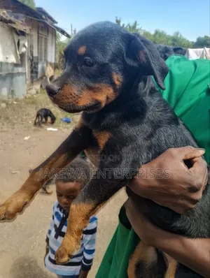 1-3 months Male Purebred Rottweiler