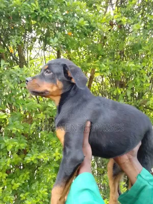1-3 months Female Purebred Rottweiler