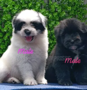 1-3 months Male Purebred Havanese