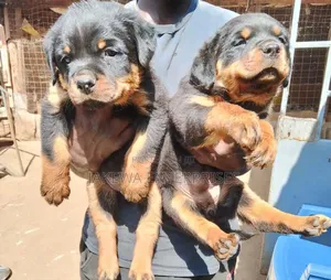 1-3 months Female Purebred Rottweiler