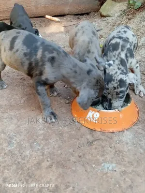 1-3 months Female Purebred Great Dane
