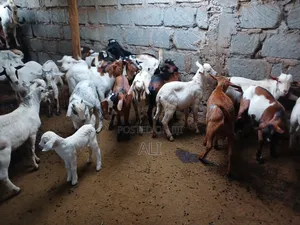 Goats and Sheep
