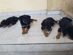 1-3 months Female Purebred Rottweiler