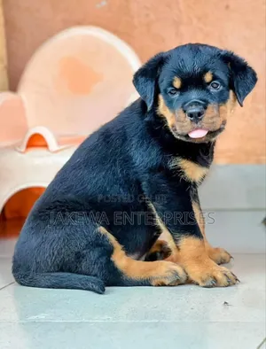 1-3 months Female Purebred Rottweiler