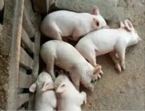 Piglets, Pregnant Pig