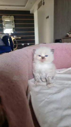 1-3 months Male Purebred Ragdoll