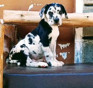 1-3 months Male Purebred Great Dane