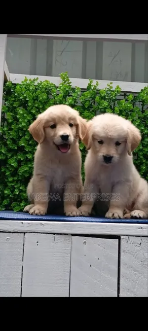 1-3 months Male Purebred Golden Retriever