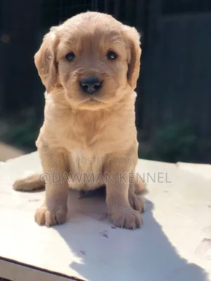 1-3 months Female Purebred Golden Retriever
