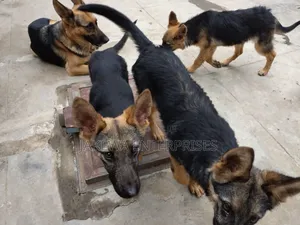 1-3 months Female Purebred German Shepherd
