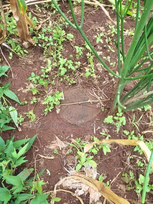 Plot for Sale in Thika, Chania Estate Ngoingwa 50 by 100