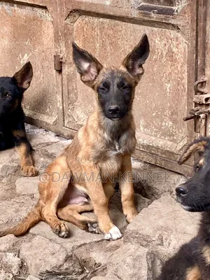 3-6 months Female Purebred Belgian Malinois