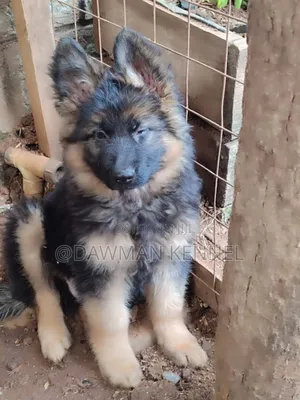 1-3 months Male Purebred German Shepherd
