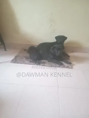 1-3 months Male Purebred Pug
