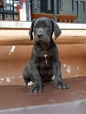 3-6 months Male Purebred Great Dane