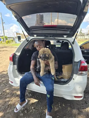 1-3 months Female Purebred Caucasian Shepherd