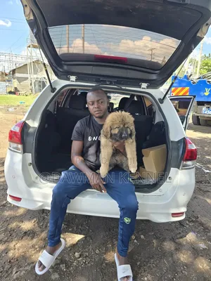 1-3 months Male Purebred Caucasian Shepherd