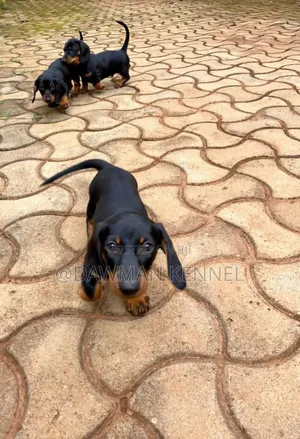 1-3 months Male Purebred Dachshund