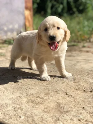 1-3 months Female Purebred Golden Retriever