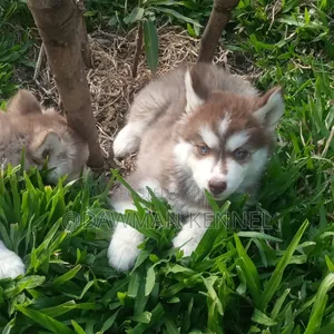 1-3 months Male Purebred Siberian Husky