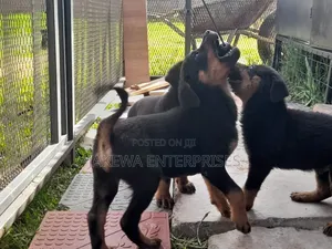 1-3 months Male Purebred Rottweiler