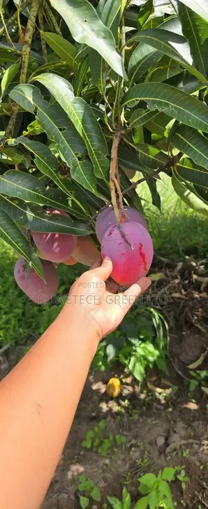 Sweet Tommy Mangoes Seedlings