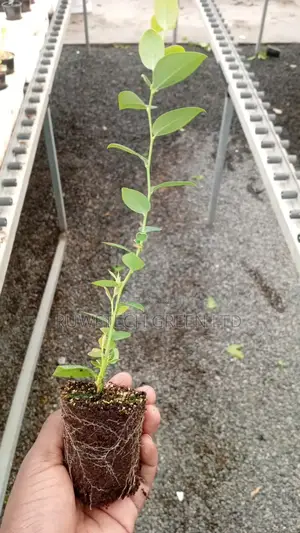 Sweet Blueberry Seedlings