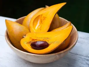 Canistel Fruit Seedling.
