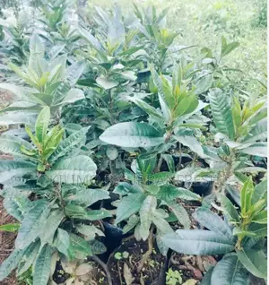 Canistel Fruit Seedling.