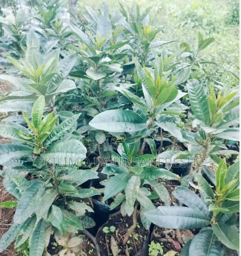 Canistel Fruit Seedling.