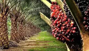 Palm Oil Tree Seedlings