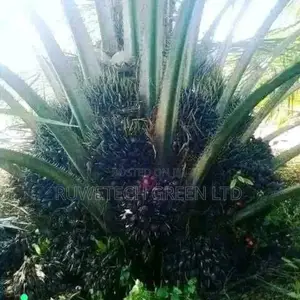 Palm Oil Tree Seedlings