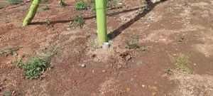 Quick Sale- Prime Plot In Gitutha, Kamangu, Kikuyu Area