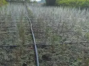 Optimize Water Use With Rain Horse Drip Systems!