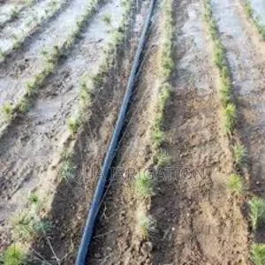 Effortless Watering, Maximum Growth – Rain Horse