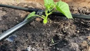 Save Water, Boost Yields With Drip Irrigation