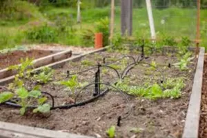Water Smarter, Grow Stronger With Drip Lines!