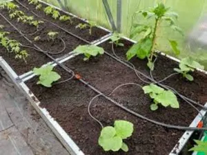 Drip Lines: The Key to Smart Farming!
