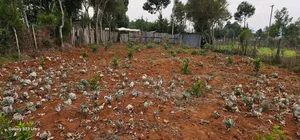 1⁄4 Plot for Sale in Annex Saroyot in Eldoret