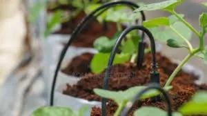 Drip Irrigation: Grow More With Less