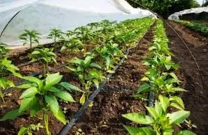 Drip Irrigation: The Future of Smart Farming