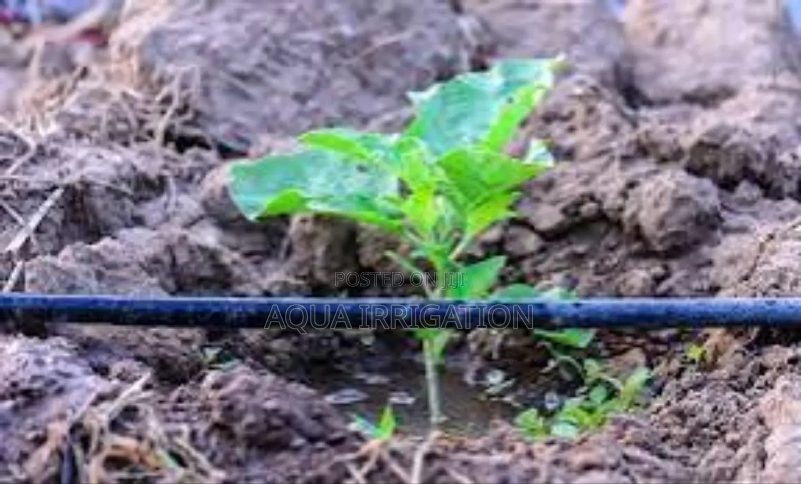 Drip Irrigation: Water Where It’S Needed