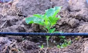 Drip Irrigation: Water Where It’S Needed