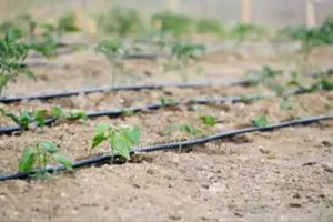 Drip Irrigation: More Crop, Less Effort
