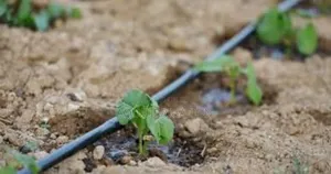 Drip Irrigation: Watering Made Simple