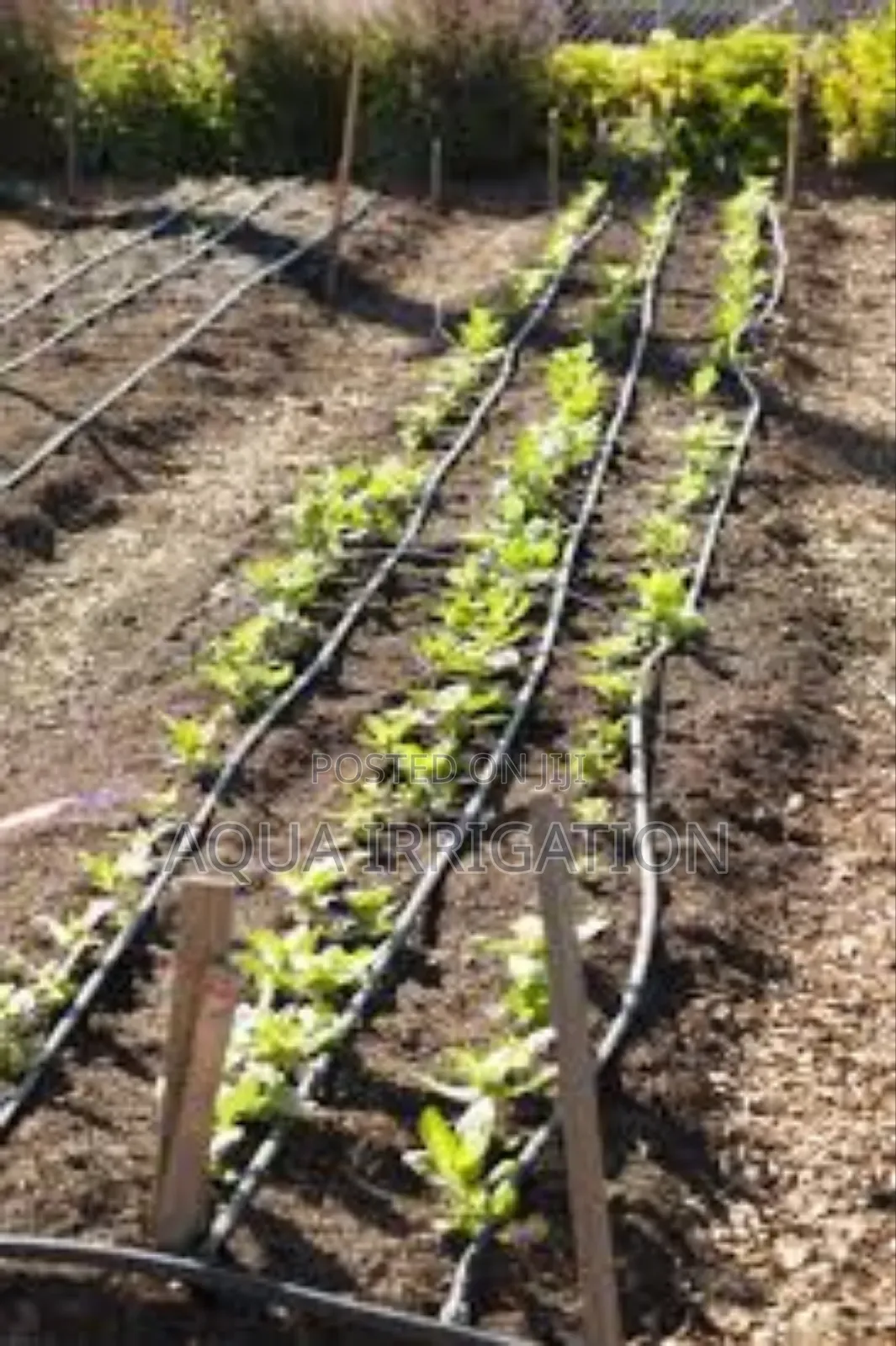 Drip Lines: Keep Your Fields Thriving